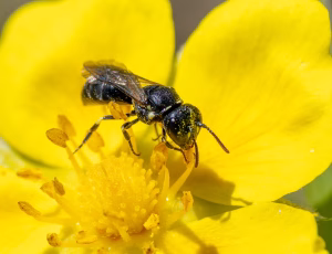 Perlemaskebi - Hylaeus dilatatus - Hun, , Fotograf Claus Bach.