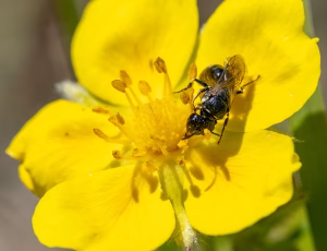 Perlemaskebi - Hylaeus dilatatus - Hun, , Fotograf Claus Bach.