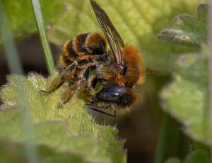 Guldmurerbi - Osmia aurulenta - Hun, , Fotograf Claus Bach.