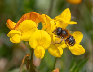 Guldmurerbi - Osmia aurulenta - Hun, , Fotograf Claus Bach.