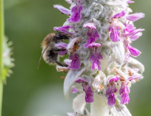 Foranderlig humle - Bombus humilis, , Fotograf Claus Bach.