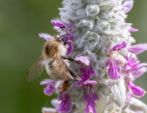 Foranderlig humle - Bombus humilis, , Fotograf Claus Bach.