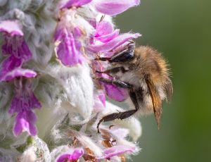 Foranderlig humle - Bombus humilis, , Fotograf Claus Bach.