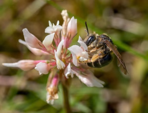 Ærtejordbi - Andrena wilkella - Hun, , Fotograf Claus Bach.
