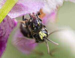 Havemaskebi - Hylaeus communis - Hun og han, , Fotograf Claus Bach.