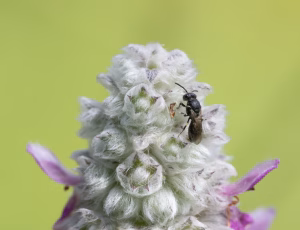 Havemaskebi - Hylaeus communis - Hun, , Fotograf Claus Bach.