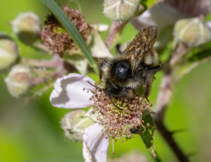 Stensnyltehumle - Bombus rupestris - Han, , Fotograf Claus Bach.