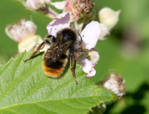 Stensnyltehumle - Bombus rupestris - Han, , Fotograf Claus Bach.