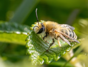 Lucernebi - Melitta leporina - Han, , Fotograf Claus Bach.