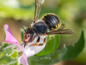 Stor uldbi - Anthidium manicatum - Hun, , Fotograf Claus Bach.