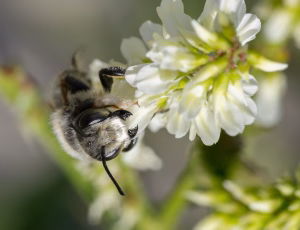 Træboende bladskærerbi - Megachile willughbiella - Han, , Fotograf Claus Bach.