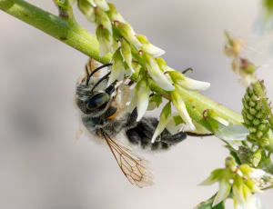Træboende bladskærerbi - Megachile willughbiella - Han, , Fotograf Claus Bach.