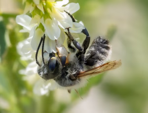 Træboende bladskærerbi - Megachile willughbiella - Han, , Fotograf Claus Bach.