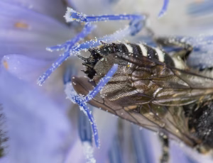 Trækeglebi - Coelioxys alatus - Han, , Fotograf Claus Bach.