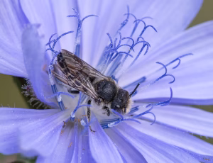 Trækeglebi - Coelioxys alatus - Han, , Fotograf Claus Bach.