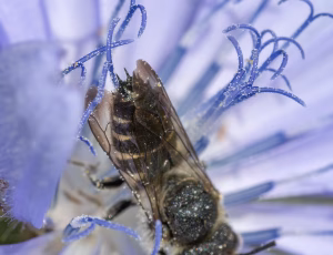 Trækeglebi - Coelioxys alatus - Han, , Fotograf Claus Bach.