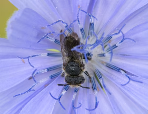 Trækeglebi - Coelioxys alatus - Han, , Fotograf Claus Bach.