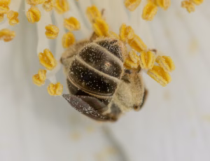Bronzevejbi - Halictus tumolcorum - Hun, , Fotograf Claus Bach.