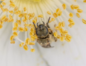 Bronzevejbi - Halictus tumolcorum - Hun, , Fotograf Claus Bach.
