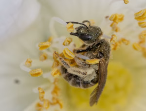 Bronzevejbi - Halictus tumolcorum - Hun, , Fotograf Claus Bach.