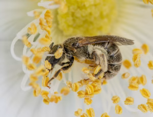 Bronzevejbi - Halictus tumolcorum - Hun, , Fotograf Claus Bach.