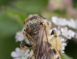 Moskussmalbi - Lasioglossum calceatum - Hun, , Fotograf Claus Bach.