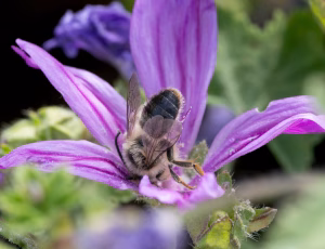 Rødhalet høstbi - Melitta haemorrhoidalis - Han, , Fotograf Claus Bach.