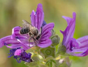 Rødhalet høstbi - Melitta haemorrhoidalis - Han, , Fotograf Claus Bach.