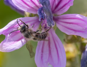 Rødhalet høstbi - Melitta haemorrhoidalis - Han, , Fotograf Claus Bach.