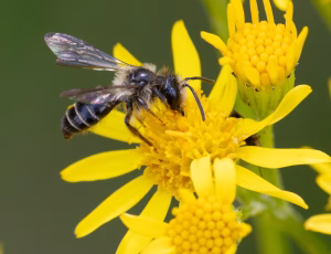 Tandet jordbi - Andrena denticulata - Han, , Fotograf Claus Bach.