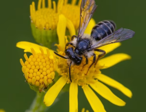 Tandet jordbi - Andrena denticulata - Han, , Fotograf Claus Bach.