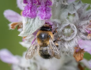 Galtetandvægbi - Anthophora furcata - Hun, , Fotograf Claus Bach.