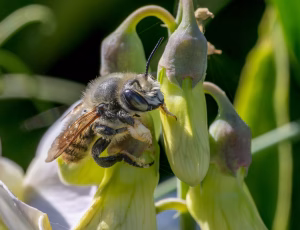 Kystbladskærerbi - Megachile maritima - Han, , Fotograf Claus Bach.