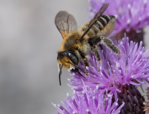 Kystbladskærerbi - Megachile maritima - Hun, , Fotograf Claus Bach.