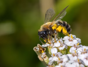 Mørk sommerjordbi - Andrena nigriceps - Hun, , Fotograf Claus Bach.
