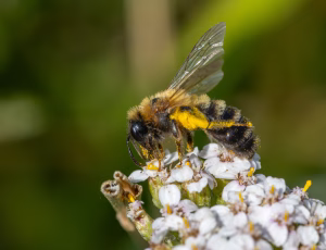 Mørk sommerjordbi - Andrena nigriceps - Hun, , Fotograf Claus Bach.