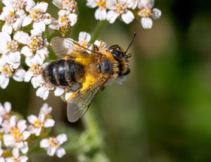Mørk sommerjordbi - Andrena nigriceps - Hun, , Fotograf Claus Bach.
