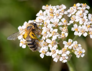 Mørk sommerjordbi - Andrena nigriceps - Hun, , Fotograf Claus Bach.