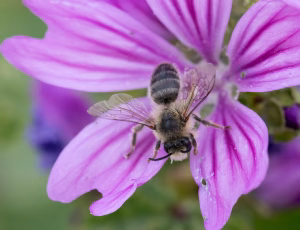 Rødhalet høstbi - Melitta haemorrhoidalis - Han, , Fotograf Claus Bach.