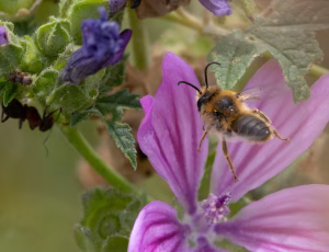 Rødhalet høstbi - Melitta haemorrhoidalis - Han, , Fotograf Claus Bach.