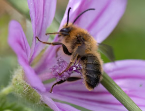 Rødhalet høstbi - Melitta haemorrhoidalis - Han, , Fotograf Claus Bach.