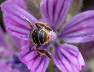 Rødhalet høstbi - Melitta haemorrhoidalis - Hun, , Fotograf Claus Bach.