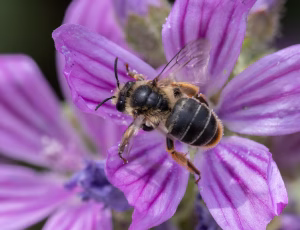Rødhalet høstbi - Melitta haemorrhoidalis - Hun, , Fotograf Claus Bach.