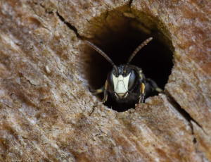 Hedemaskebi - Hylaeus incongruus - Han, , Fotograf Claus Bach.