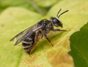 Tandet jordbi - Andrena denticulata - Hun, , Fotograf Claus Bach.