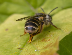 Tandet jordbi - Andrena denticulata - Hun, , Fotograf Claus Bach.