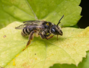 Tandet jordbi - Andrena denticulata - Hun, , Fotograf Claus Bach.