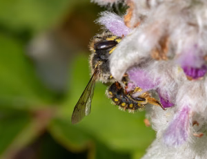 Stor uldbi - Anthidium manicatum - Hun, , Fotograf Claus Bach.