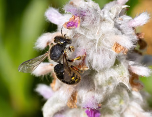 Stor uldbi - Anthidium manicatum - Hun, , Fotograf Claus Bach.