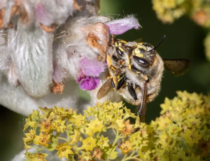 Stor uldbi - Anthidium manicatum - Hun og han, , Fotograf Claus Bach.